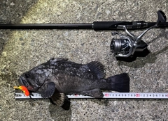 クロソイの釣果