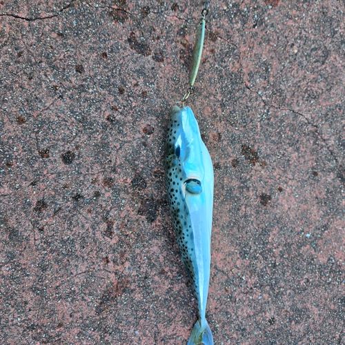 センニンフグの釣果