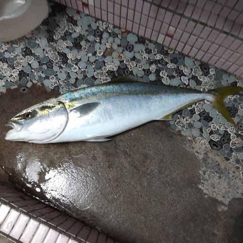 ワラサの釣果