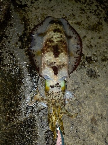 アオリイカの釣果