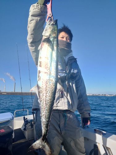 サワラの釣果