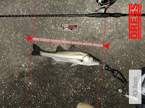 シーバスの釣果