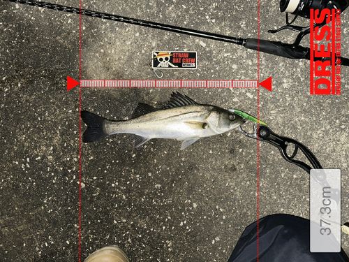 シーバスの釣果