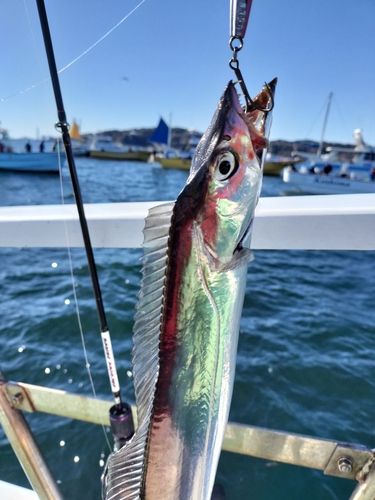 タチウオの釣果