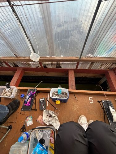 ワカサギの釣果