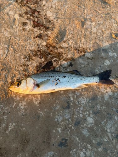 セイゴ（マルスズキ）の釣果