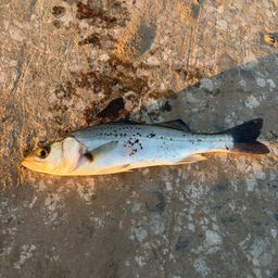 セイゴ（マルスズキ）