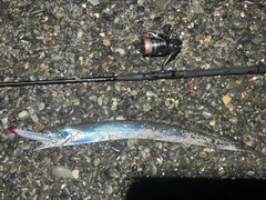 タチウオの釣果