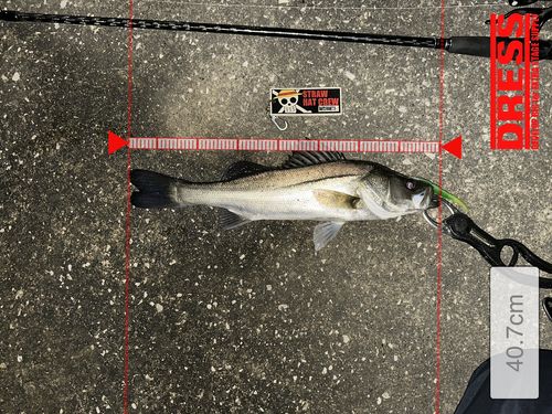 シーバスの釣果