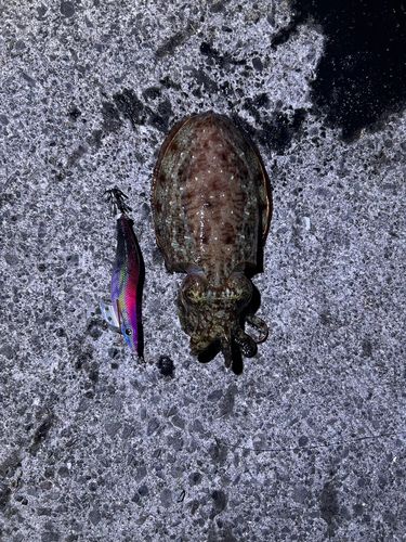 コウイカの釣果