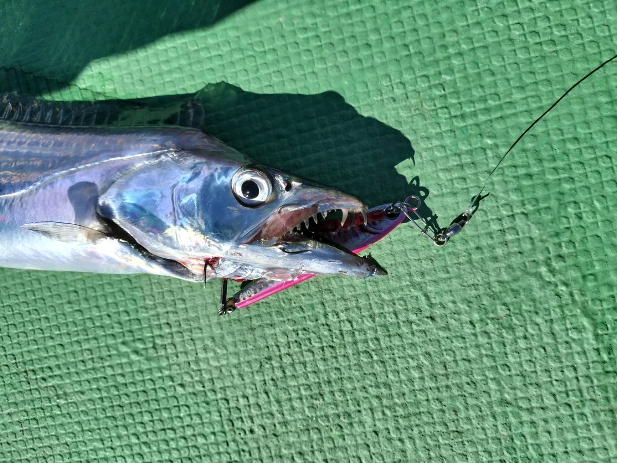 しん☆ちゃんさんの釣果 1枚目の画像