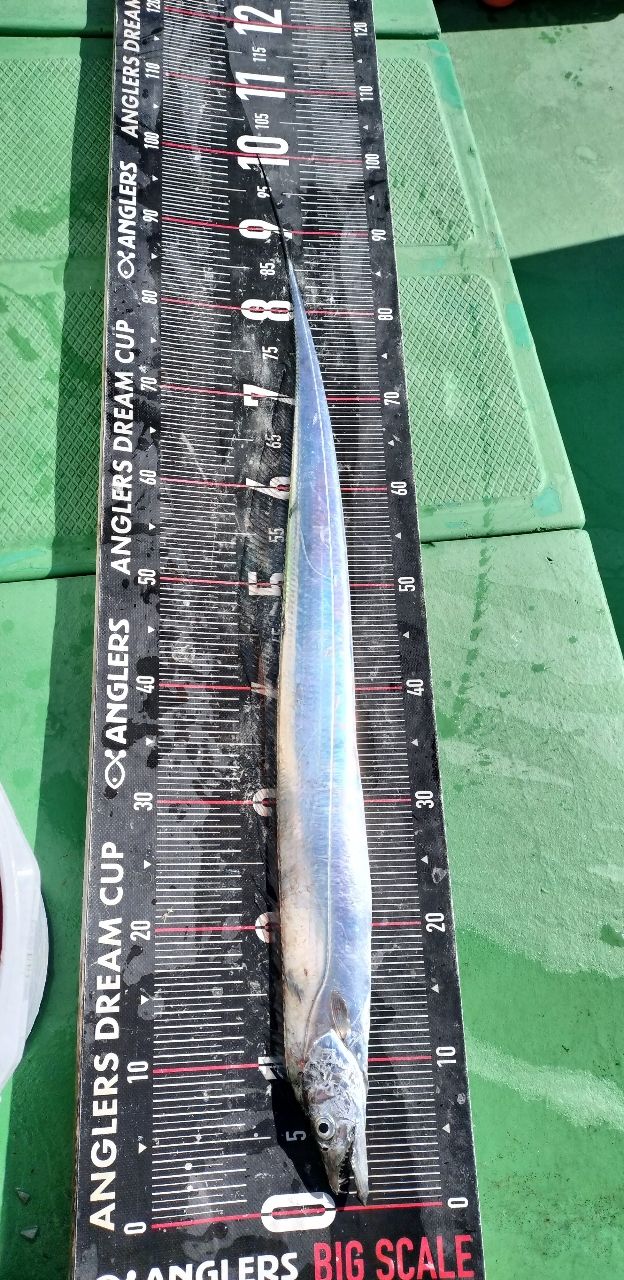 しん☆ちゃんさんの釣果 2枚目の画像