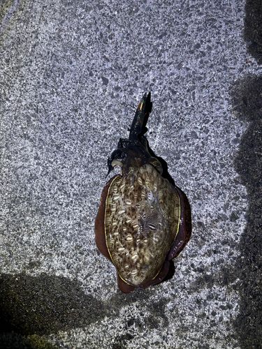 コウイカの釣果