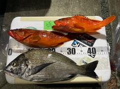 アカハタの釣果