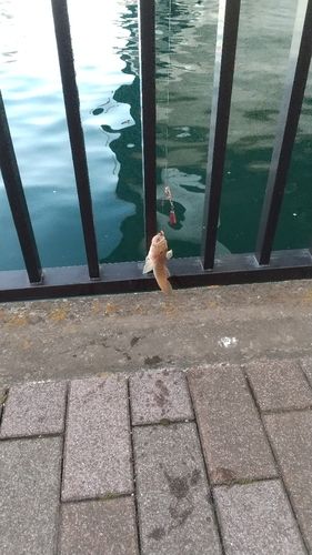 マハゼの釣果