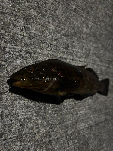 アイナメの釣果