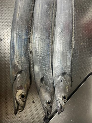 タチウオの釣果