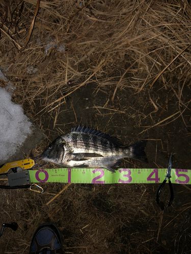 クロダイの釣果