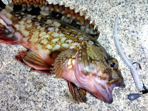 カサゴの釣果