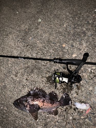 クロソイの釣果