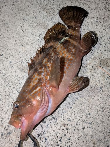 キジハタの釣果