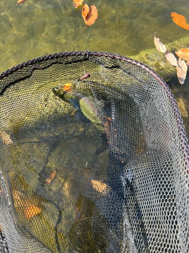 ニジマスの釣果