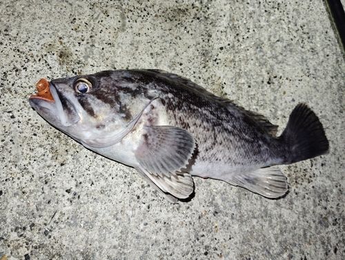 クロソイの釣果