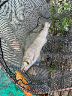 ロックトラウトの釣果