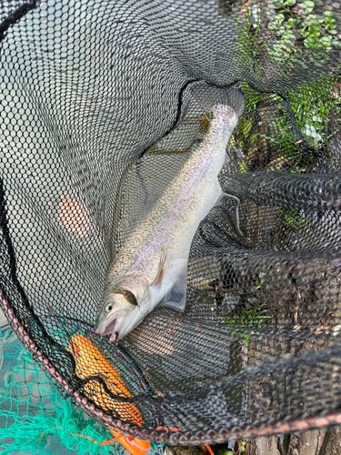 ロックトラウトの釣果