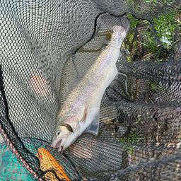 ロックトラウト