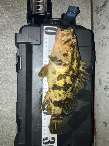 タケノコメバルの釣果