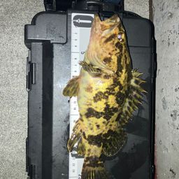 タケノコメバル