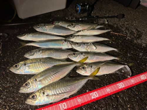 マアジの釣果