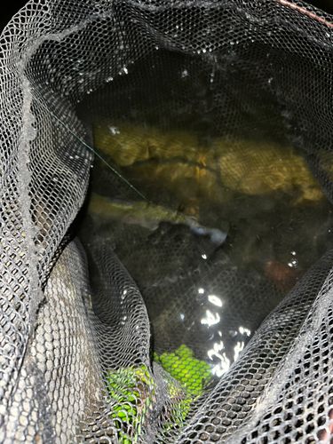 ニジマスの釣果