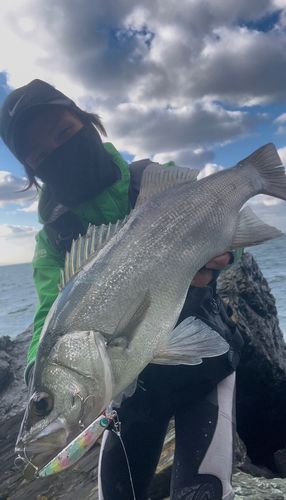 ヒラスズキの釣果