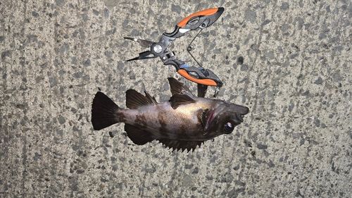 クロメバルの釣果