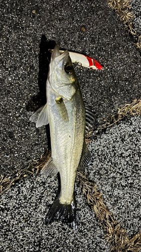 セイゴ（マルスズキ）の釣果