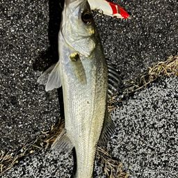 セイゴ（マルスズキ）