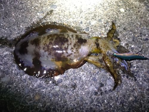 アオリイカの釣果