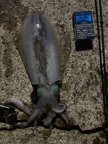 アオリイカの釣果
