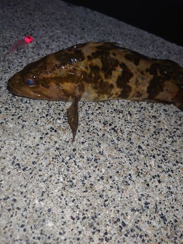 タケノコメバルの釣果