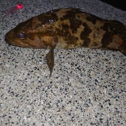 タケノコメバル