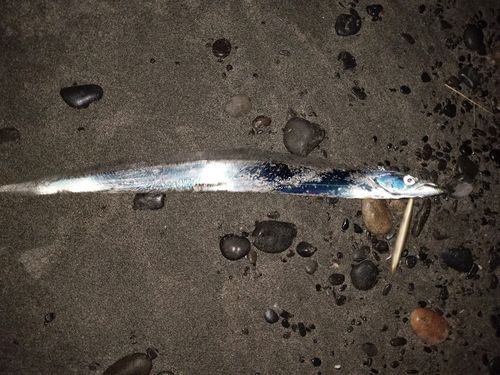 タチウオの釣果