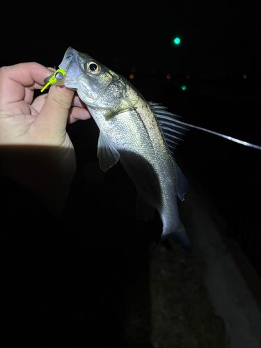 セイゴ（タイリクスズキ）の釣果