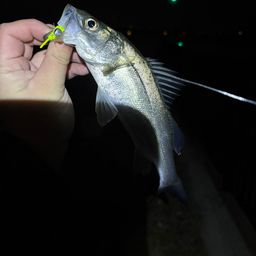 セイゴ（タイリクスズキ）