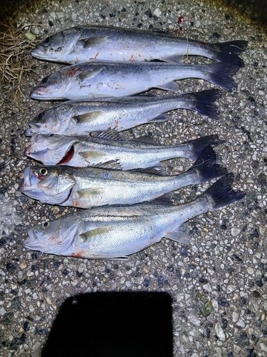 シーバスの釣果