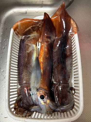 スルメイカの釣果
