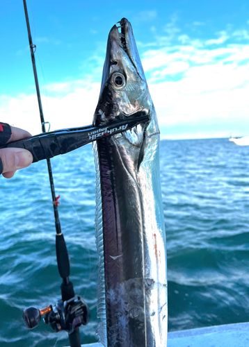 タチウオの釣果