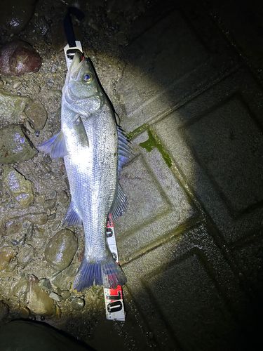 セイゴ（マルスズキ）の釣果