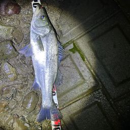 セイゴ（マルスズキ）